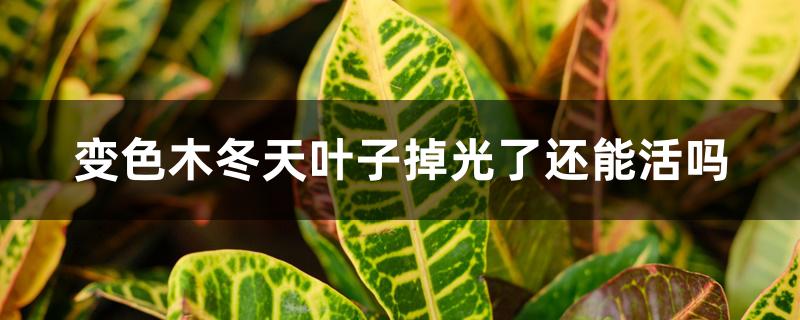 变色木冬天叶子掉光了还能活吗