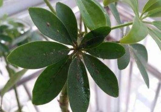 鹅掌木病害防治方法