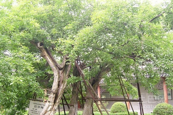 红豆沙树的药用功能介绍