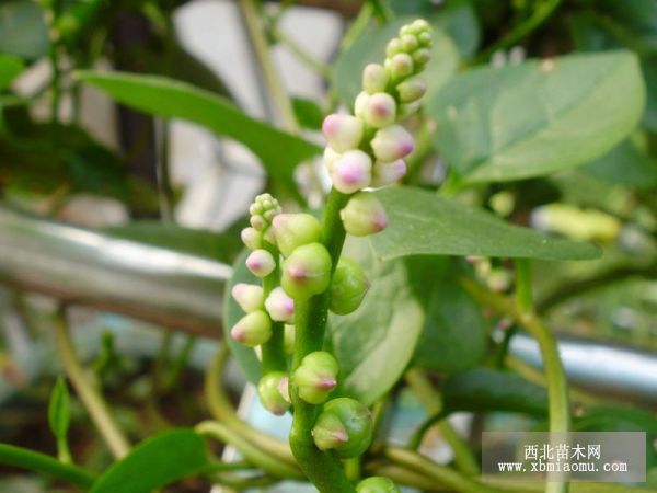 落葵无公害栽培技术