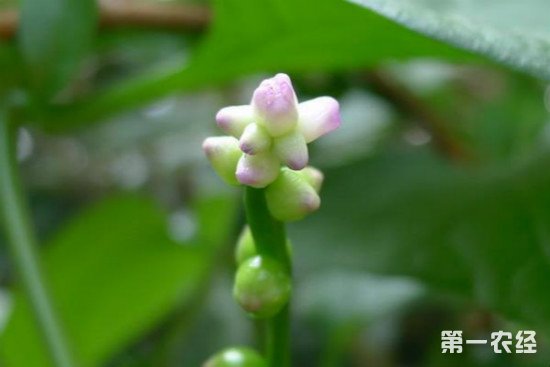 落葵要如何栽培？落葵的栽培技术
