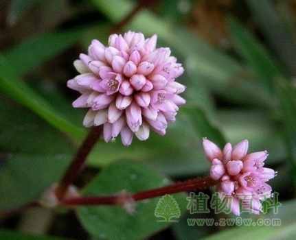 【认识头花蓼】头花蓼简介