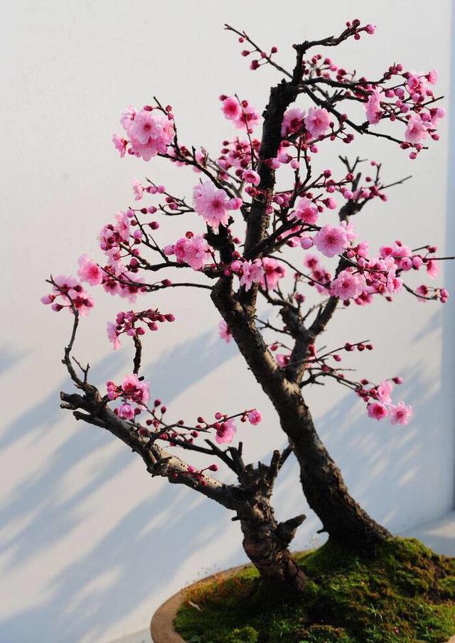 谁是花中之王？之后？之魁？花中香祖？花之君子？我来告诉你们 …