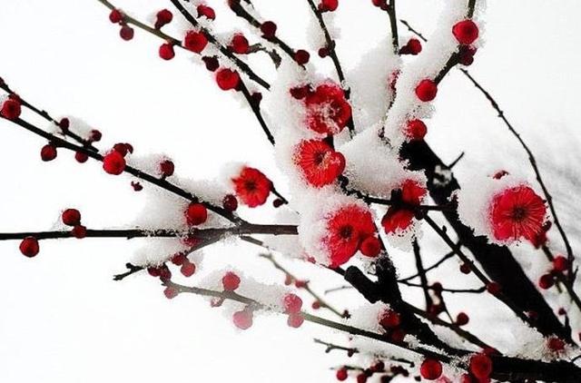 谁是花中之王？之后？之魁？花中香祖？花之君子？我来告诉你们 …