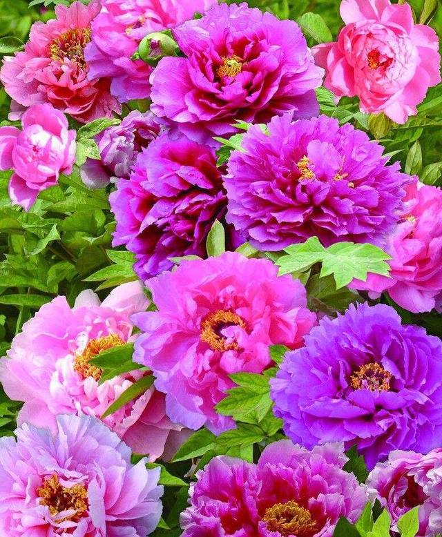 谁是花中之王？之后？之魁？花中香祖？花之君子？我来告诉你们 …