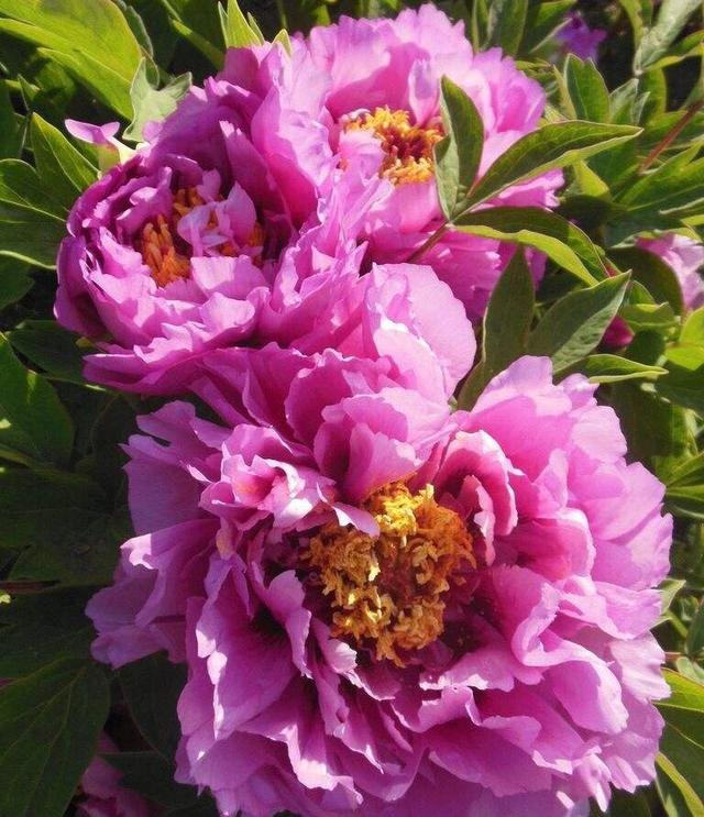 谁是花中之王？之后？之魁？花中香祖？花之君子？我来告诉你们 …