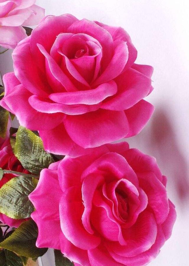 谁是花中之王？之后？之魁？花中香祖？花之君子？我来告诉你们 …