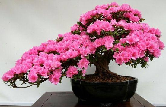 谁是花中之王？之后？之魁？花中香祖？花之君子？我来告诉你们 …