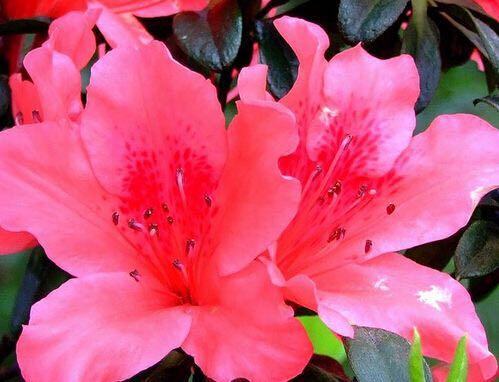 谁是花中之王？之后？之魁？花中香祖？花之君子？我来告诉你们 …