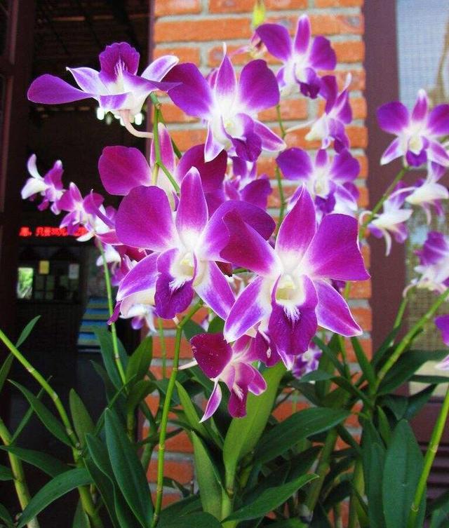 谁是花中之王？之后？之魁？花中香祖？花之君子？我来告诉你们 …