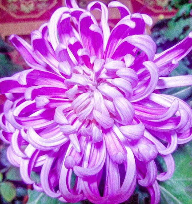 谁是花中之王？之后？之魁？花中香祖？花之君子？我来告诉你们 …