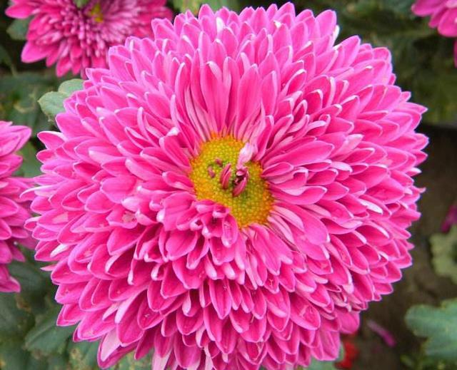 谁是花中之王？之后？之魁？花中香祖？花之君子？我来告诉你们 …
