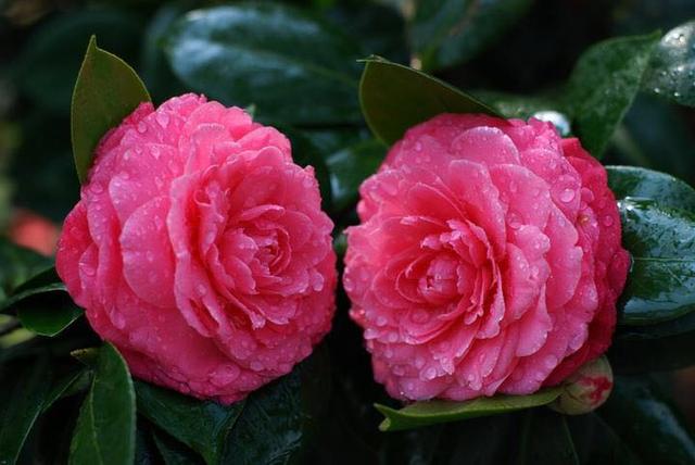 谁是花中之王？之后？之魁？花中香祖？花之君子？我来告诉你们 …