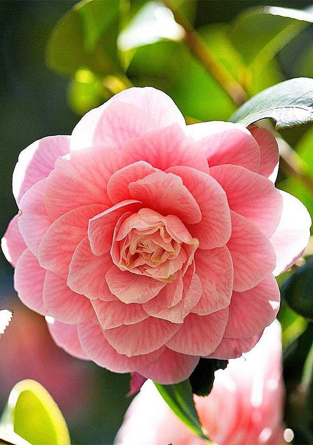 谁是花中之王？之后？之魁？花中香祖？花之君子？我来告诉你们 …