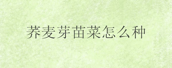 荞麦芽苗菜怎么种