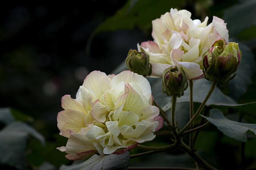 芙蓉修剪3步骤