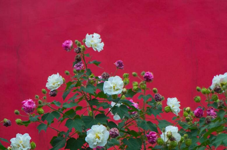 芙蓉修剪3步骤