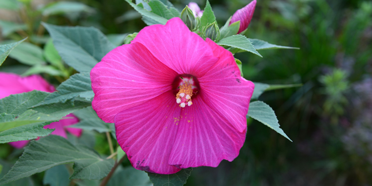 芙蓉葵怎么种 教你芙蓉葵的种植方法
