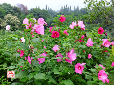 大花芙蓉葵是什么样子的？大花芙蓉葵图片及形态特征介绍