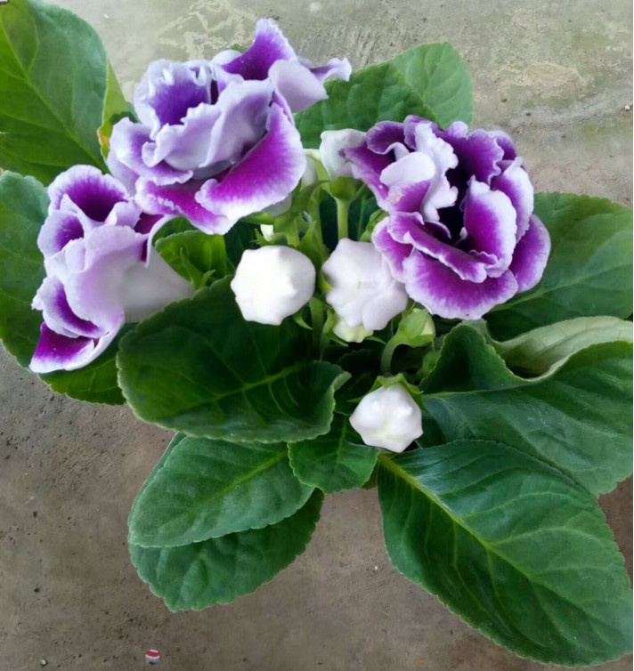 盆栽芙蓉图片