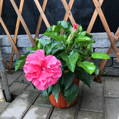 盆栽芙蓉图片