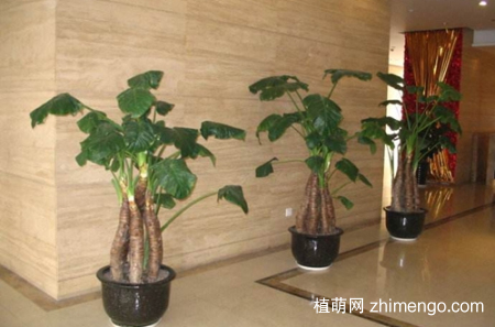 霸王芋怎么养，霸王芋的养殖方法和注意事项