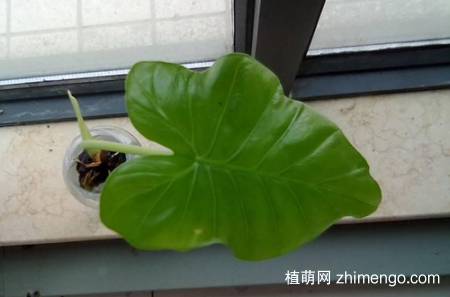 霸王芋怎么养，霸王芋的养殖方法和注意事项