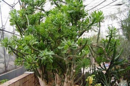 霸王鞭怎么施肥？用什么肥料？千万别错过这两季节！