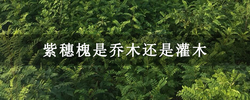 紫穗槐是乔木还是灌木