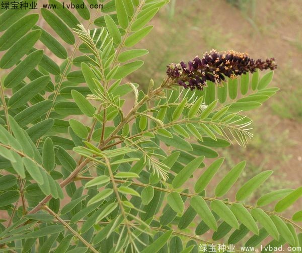 紫穗槐一平方米种植多少克种子？
