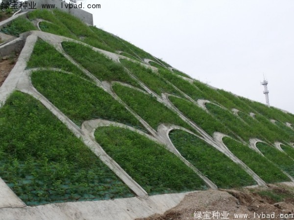 紫穗槐一平方米种植多少克种子？