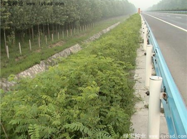 紫穗槐一平方米种植多少克种子？