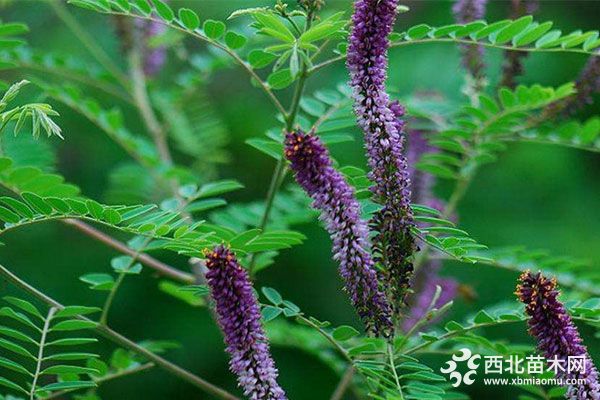 购买紫穗槐树苗需要注意哪些事项