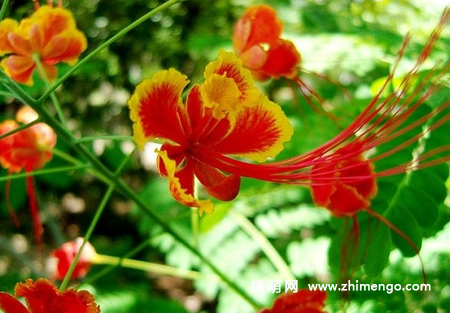 金凤花怎么养，6种日常养护方法