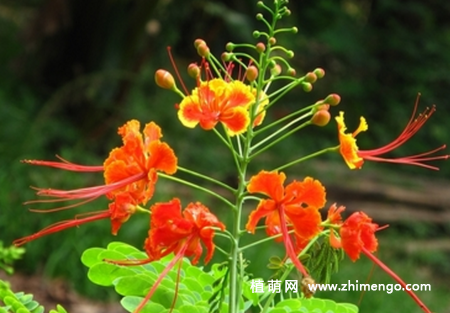 金凤花怎么养，6种日常养护方法