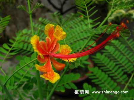 金凤花怎么养，6种日常养护方法