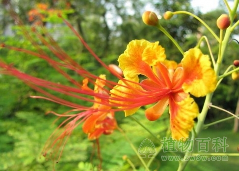 【认识金凤花】金凤花简介