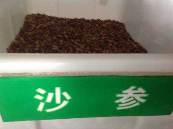 沙参种子什么时候播种最好？