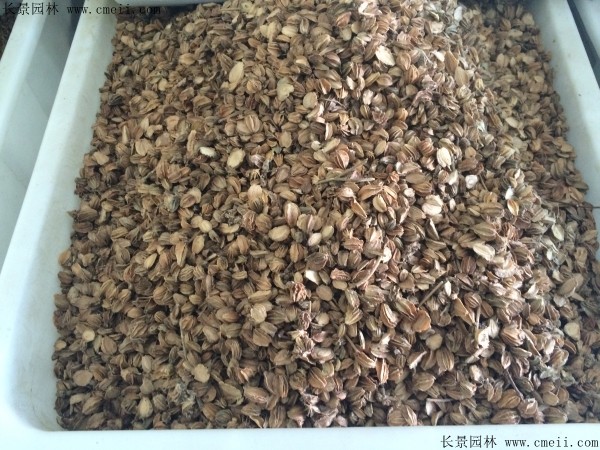 沙参种子什么时候播种最好？