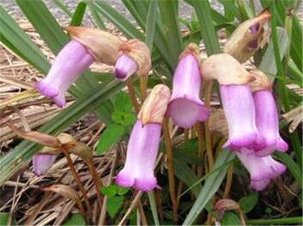 野菰多少钱一斤 野菰种植技术