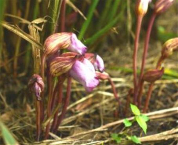 野菰多少钱一斤 野菰种植技术