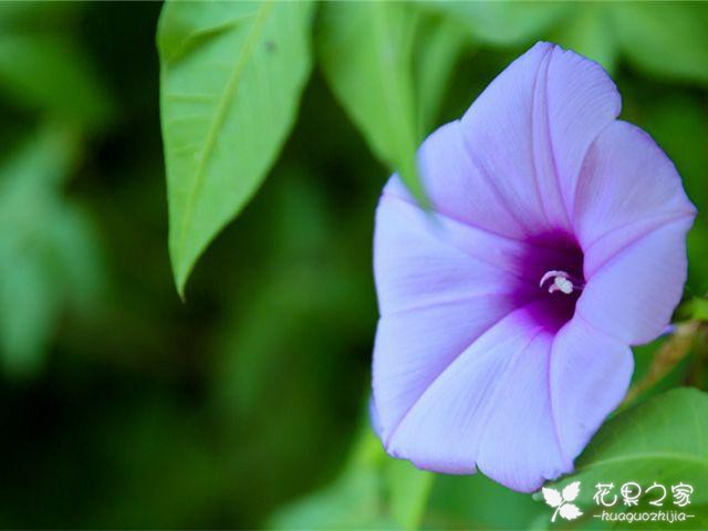 花里面的五爪金龙，听名字是不是特别的霸气，实在种植特别的简单花里面的五爪金龙，听名字是不是特别的霸气，实在种植特别的简单