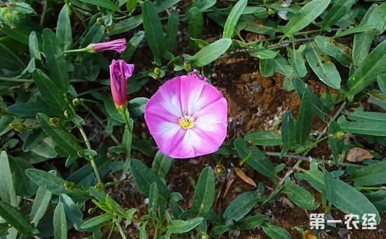 棉田杂草田旋花用什么除草剂？