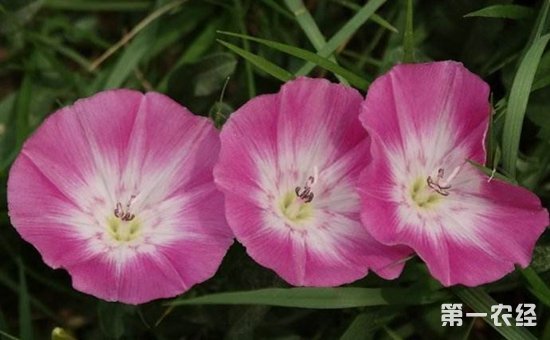 棉田杂草田旋花用什么除草剂？