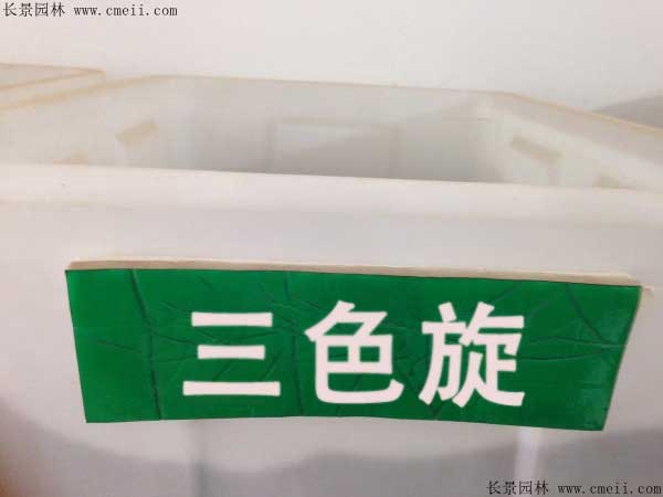 三色旋花的种子哪里能买到？
