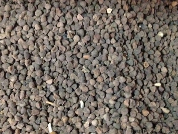 三色旋花的种子哪里能买到？