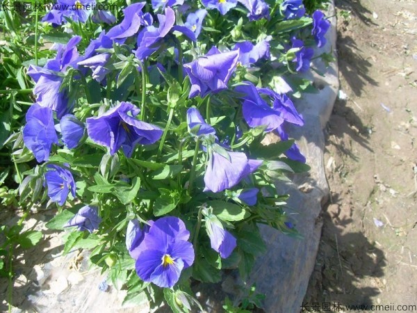 三色旋花的种子哪里能买到？