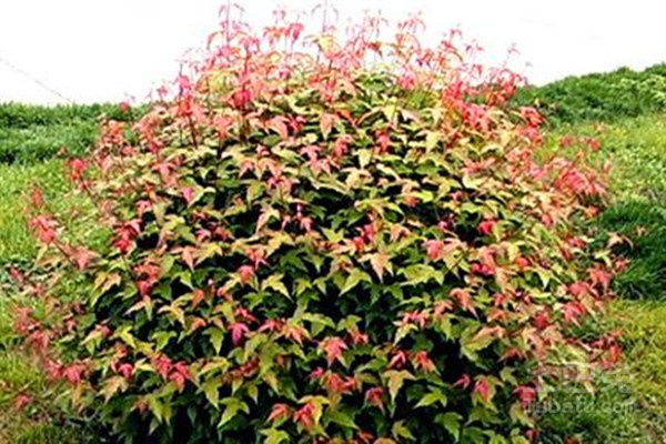 火热的茶条槭价格