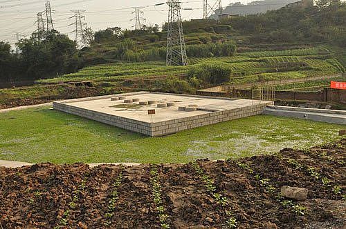 处理万吨生活污水不耗能源 这水生植物很神奇