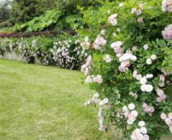 野蔷薇图片和开花时间 野蔷薇花花语寓意